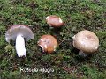 Russula integra-amf1686